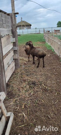 Овцы и бараны