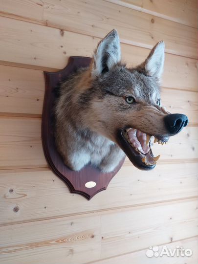 Чучела животных