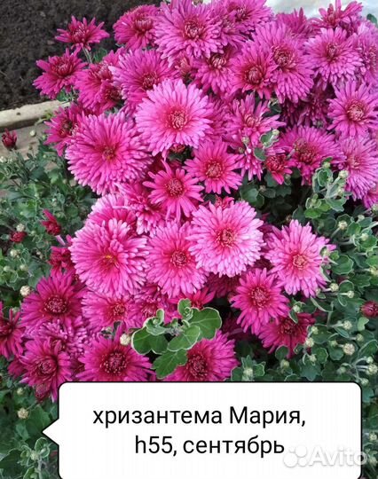 Хризантема корейская в горшках