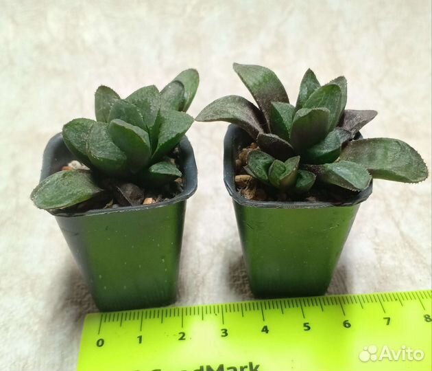 Суккуленты хавортии