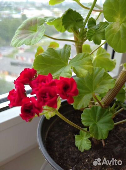 Пеларгония Рамблер (розебудная)