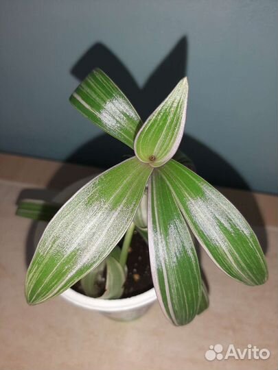 Комнатные цветы