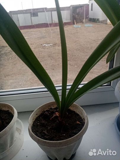 Гиппиаструм