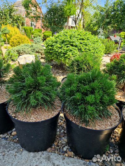 Сосна Варелла