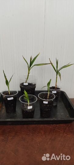 Драцена маргината