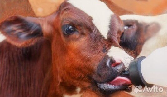 Заменитель цельного молока (Сухое молоко)