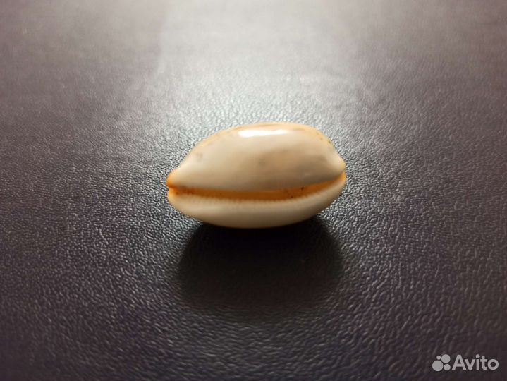 Морская раковина