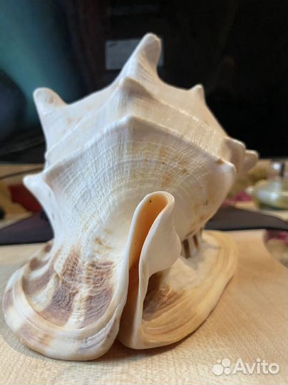 Ракушка морская большая