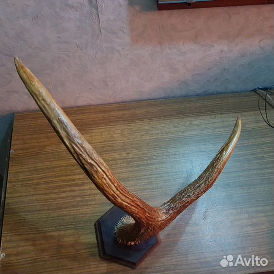 Рог лося