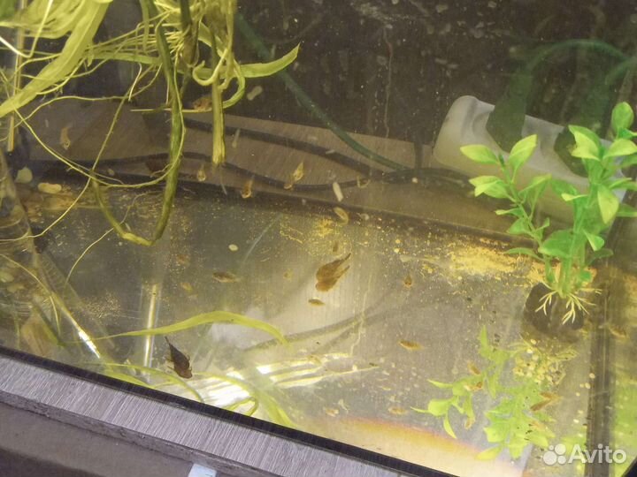 Аквариумы рыбы, растения, сапфировое попугай