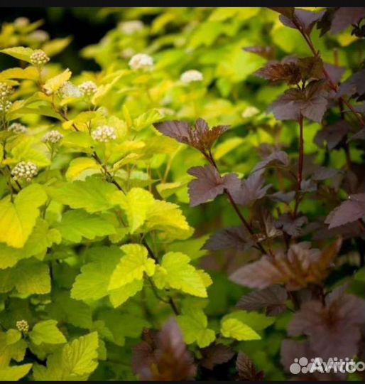 Саженцы пузыреплодника