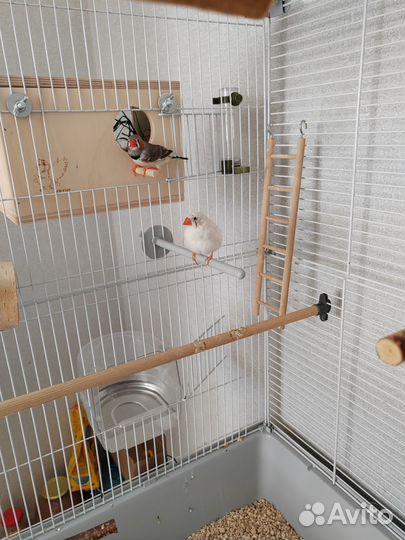 Зебровые амадины