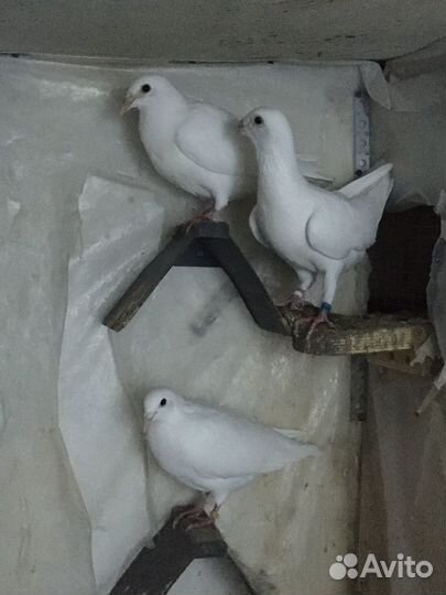 Спортивные голуби