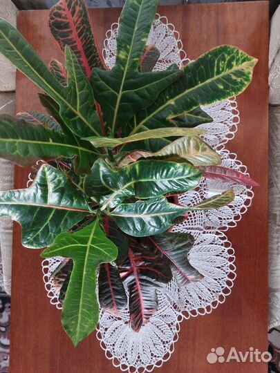 Продам комнатное растение