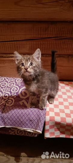 Котëнок в добрые руки