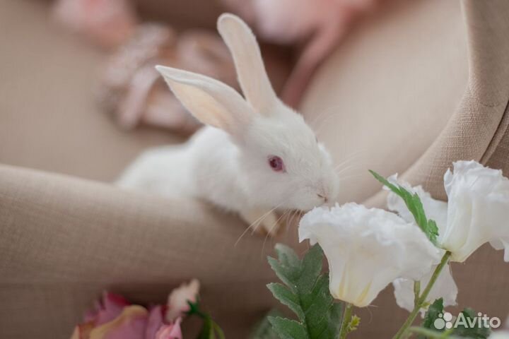 Аренда кроликов