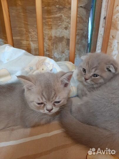 Шотландские котята