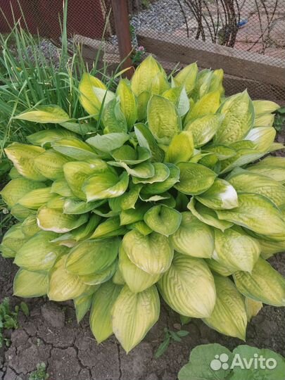 Хоста растение