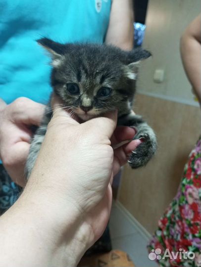 Счастье в добрые руки