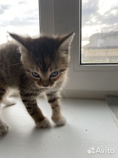 Кошка