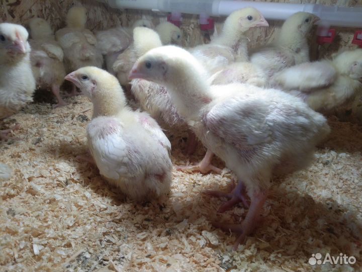 Суточные и подрощенные цыплята бройлеры росс 308