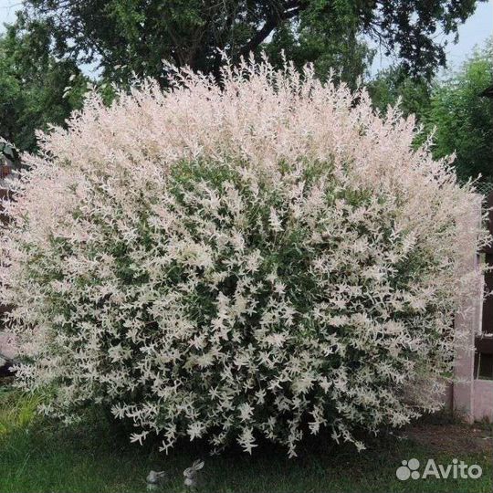 Ива Хакуро Нишики