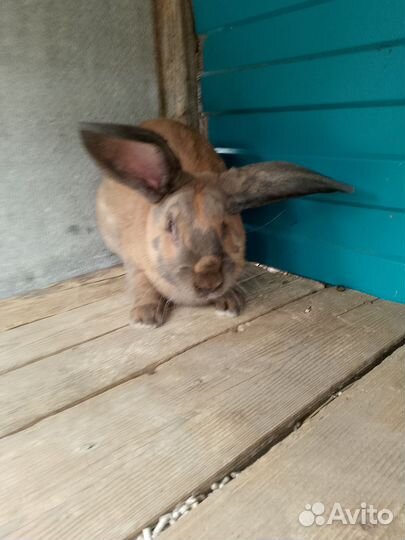 Продам крола