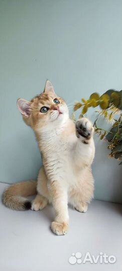 Золотые котята