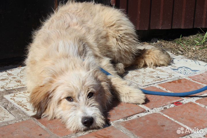 Собака девочка стерилизована 9 мес