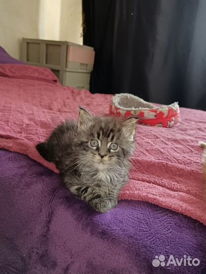 Продаю кунят 2 месяца