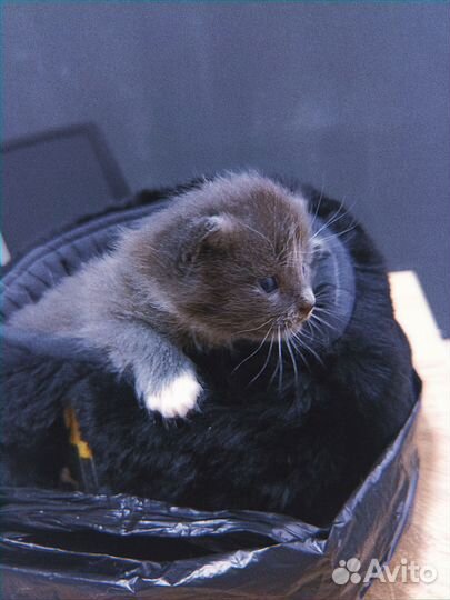 Котята пдкидыши