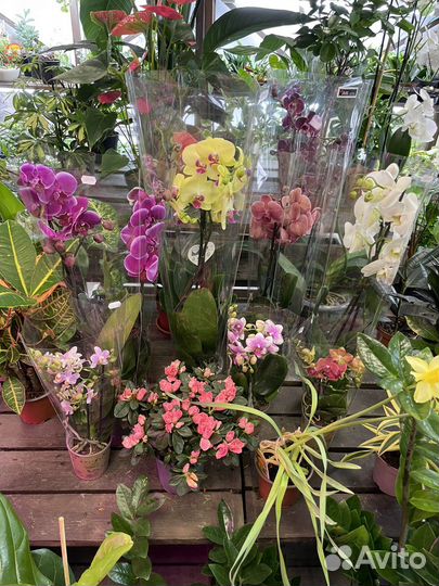 Комнатные растения, цветы