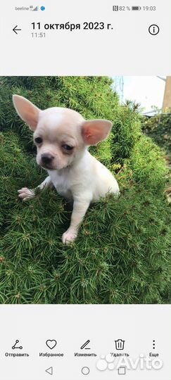 Щенки чихуахуа