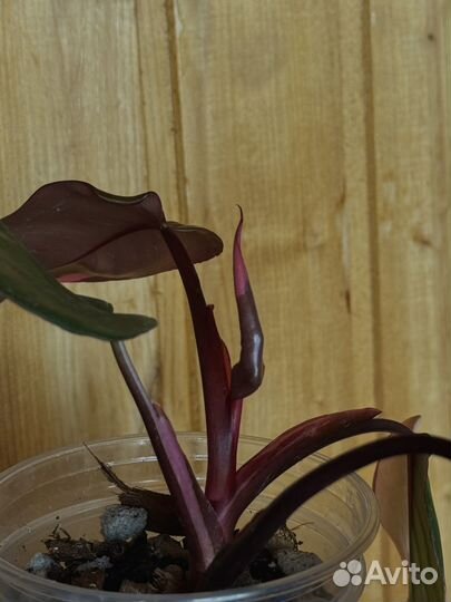 Филодендрон розовая принцесса