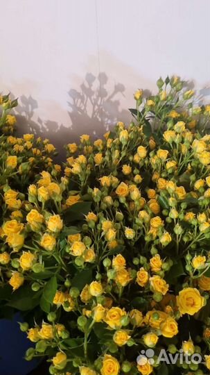 Куставая роза