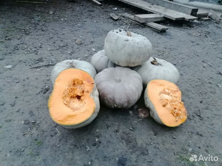 Тыква самсон