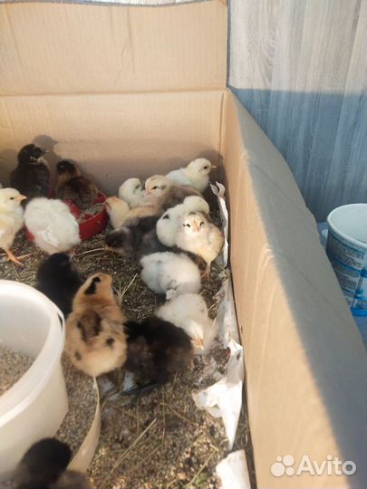Цыплята несушки