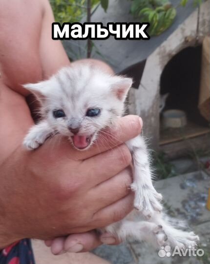 Котята отдам бесплатно