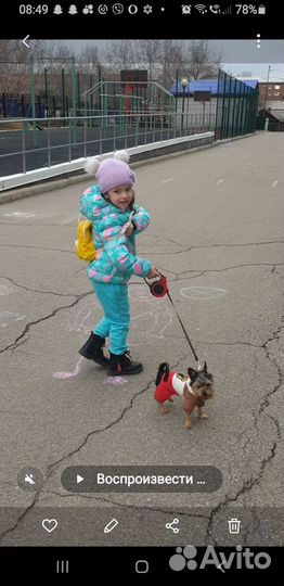 Йоркширский терьер мини