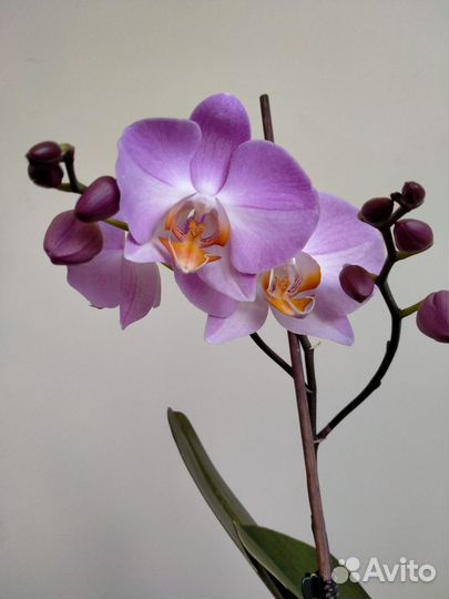 Орхидея фаленопсис