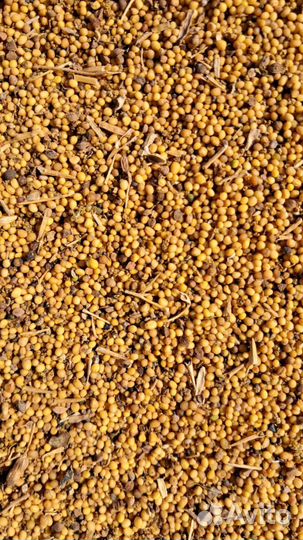 Горчица. Отходы горчицы