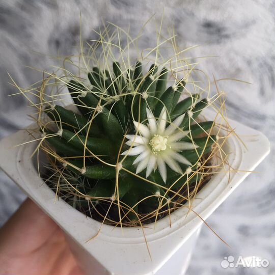 Кактус Маммиллярия камптотриха