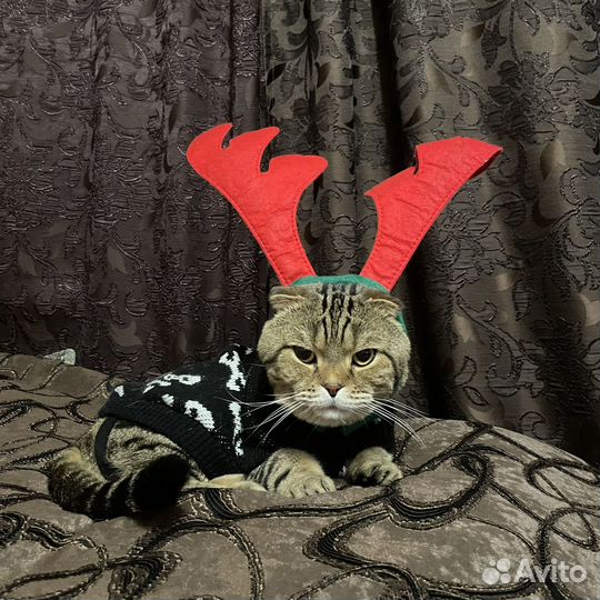 Шотландский вислоухий кот вязка