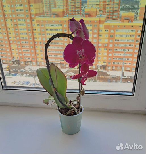 Орхидея