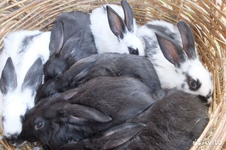 Кролики на племя