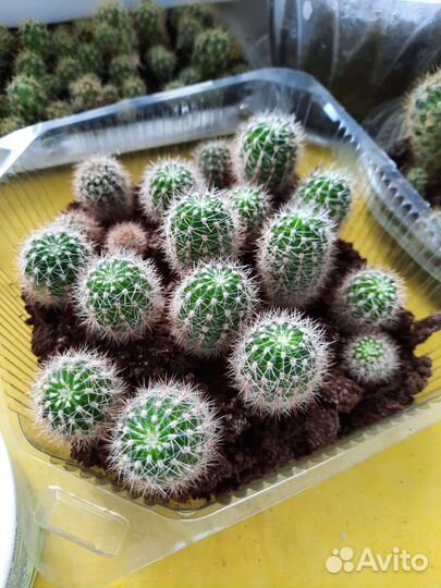 Кактус эхинопсис