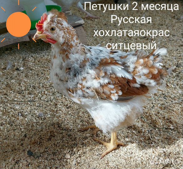 Куры петухи 2 месяца
