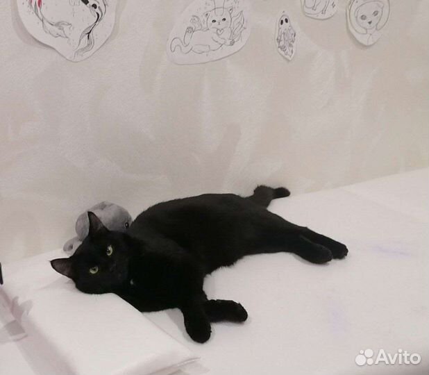 Передержка кошек/котов в домашних условиях