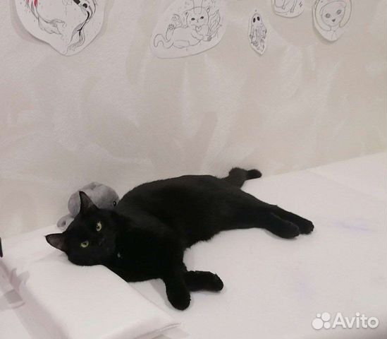 Передержка кошек/котов в домашних условиях