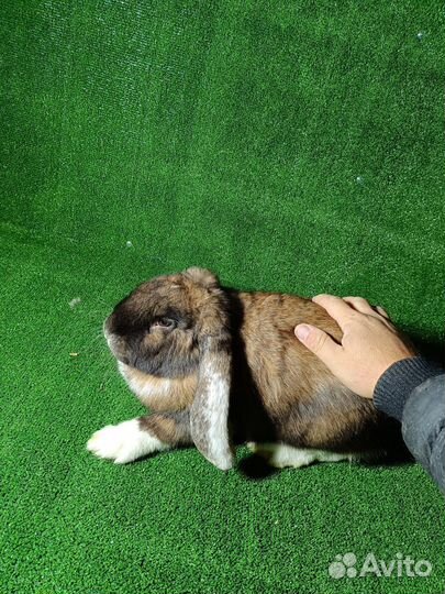 Кролики мясных пород великаны